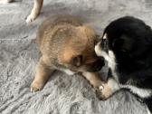 Shiba Inu šuniukai - nuotraukos Nr. 8