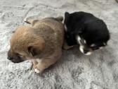 Shiba Inu šuniukai - nuotraukos Nr. 9