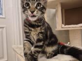 Mainecoon Parduodami kačiukai - nuotraukos Nr. 3