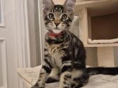 Mainecoon Parduodami kačiukai - nuotraukos Nr. 4