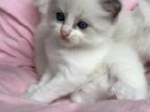 Ragdoll kačiukai (Skudurinukės) - nuotraukos Nr. 2