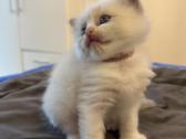 Ragdoll kačiukai (Skudurinukės) - nuotraukos Nr. 6