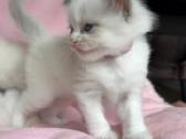Ragdoll kačiukai (Skudurinukės) - nuotraukos Nr. 8