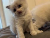 Ragdoll kačiukai (Skudurinukės) - nuotraukos Nr. 10