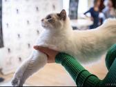 Ragdoll kačiukai (Skudurinukės) - nuotraukos Nr. 13
