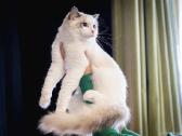 Ragdoll kačiukai (Skudurinukės) - nuotraukos Nr. 14