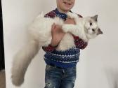 Ragdoll kačiukai (Skudurinukės) - nuotraukos Nr. 16