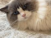 Ragdoll kačiukai (Skudurinukės) - nuotraukos Nr. 19