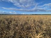 Ieškau žemės Kaišiadorių Prienų raj - nuotraukos Nr. 2