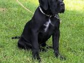 Cane corso veislės šuniukai su kilmės dokumentais - nuotraukos Nr. 2