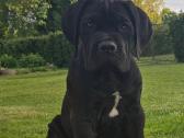 Cane corso veislės šuniukai su kilmės dokumentais - nuotraukos Nr. 3