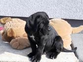 Cane corso veislės šuniukai su kilmės dokumentais - nuotraukos Nr. 4