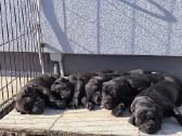 Cane corso veislės šuniukai su kilmės dokumentais - nuotraukos Nr. 5