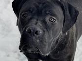 Cane corso veislės šuniukai su kilmės dokumentais - nuotraukos Nr. 6