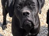 Cane corso veislės šuniukai su kilmės dokumentais - nuotraukos Nr. 7