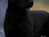 Cane corso veislės šuniukai su kilmės dokumentais - nuotraukos Nr. 8