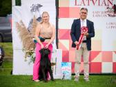 Cane corso veislės šuniukai su kilmės dokumentais - nuotraukos Nr. 9