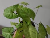 Paprastasis syngonium 3eur - nuotraukos Nr. 5