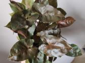 Syngonium Maria, 5 augalai 15eur - nuotraukos Nr. 6