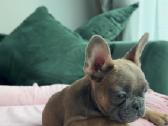 Prancuzu buldogiuku berniukai - nuotraukos Nr. 6