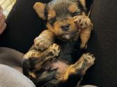 Berniukas 450€, mergaitė600€. Minimaliai derėsimės - nuotraukos Nr. 13
