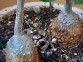 Fockea edulis (Valgomoji fokėja) – du kaudeksai - nuotraukos Nr. 4