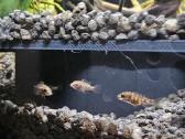 Keičiu pelvikachromis mailių - nuotraukos Nr. 2