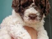 Romagna Water Lagotto Romagnolo Dogs Fci - nuotraukos Nr. 2