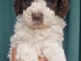 Romagna Water Lagotto Romagnolo Dogs Fci - nuotraukos Nr. 3