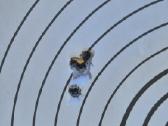 Blaser r8 6.5x55 - nuotraukos Nr. 2