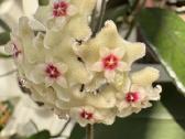 Hoya Mathilde - nuotraukos Nr. 2