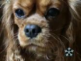 Kavalieriaus Karaliaus Karolio spanieliukas - nuotraukos Nr. 4