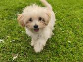 Maltipoo šuniukai - nuotraukos Nr. 2