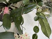 Hoya Mathilde - nuotraukos Nr. 4