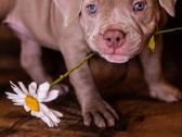 American Bully - nuotraukos Nr. 2
