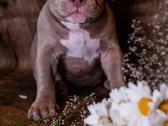 American Bully - nuotraukos Nr. 3