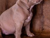 American Bully - nuotraukos Nr. 4