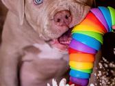 American Bully - nuotraukos Nr. 5