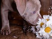 American Bully - nuotraukos Nr. 6
