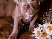 American Bully - nuotraukos Nr. 7