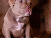 American Bully - nuotraukos Nr. 8