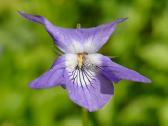 Panasonic Fz1000 4k - nuotraukos Nr. 2