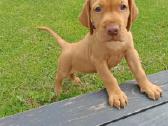 Vizsla Šuniukai pasiruošę keliauti į naujus namus - nuotraukos Nr. 26