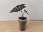 Alocasia - nuotraukos Nr. 2