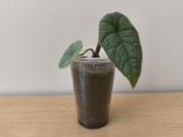 Alocasia - nuotraukos Nr. 3