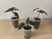 Alocasia - nuotraukos Nr. 4