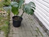 Monstera - nuotraukos Nr. 2