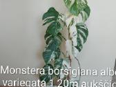 Išparduodu - nuotraukos Nr. 15