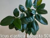 Ilgai auginti augala - nuotraukos Nr. 18