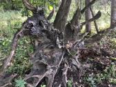 Interjero detalė ąžuolo kelmas su šaknimis - nuotraukos Nr. 13
